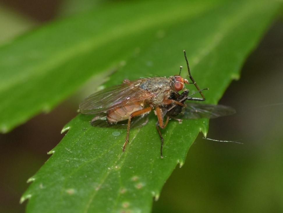 Piccolo Scatophagidae (?) che ha predato un altro dittero